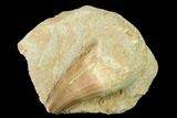 Bargain, Mosasaur (Mosasaurus) Tooth In Rock - Morocco #140718-1